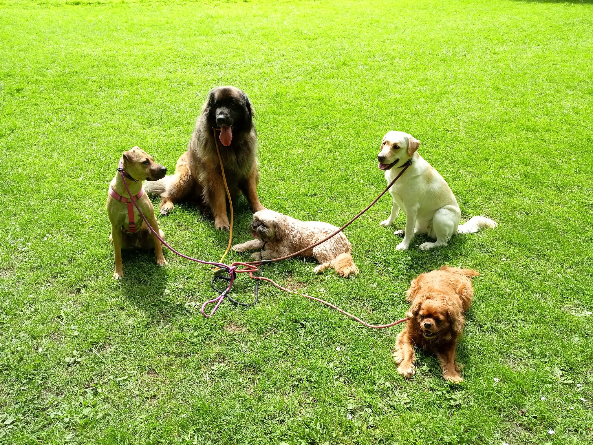 Pack Walk