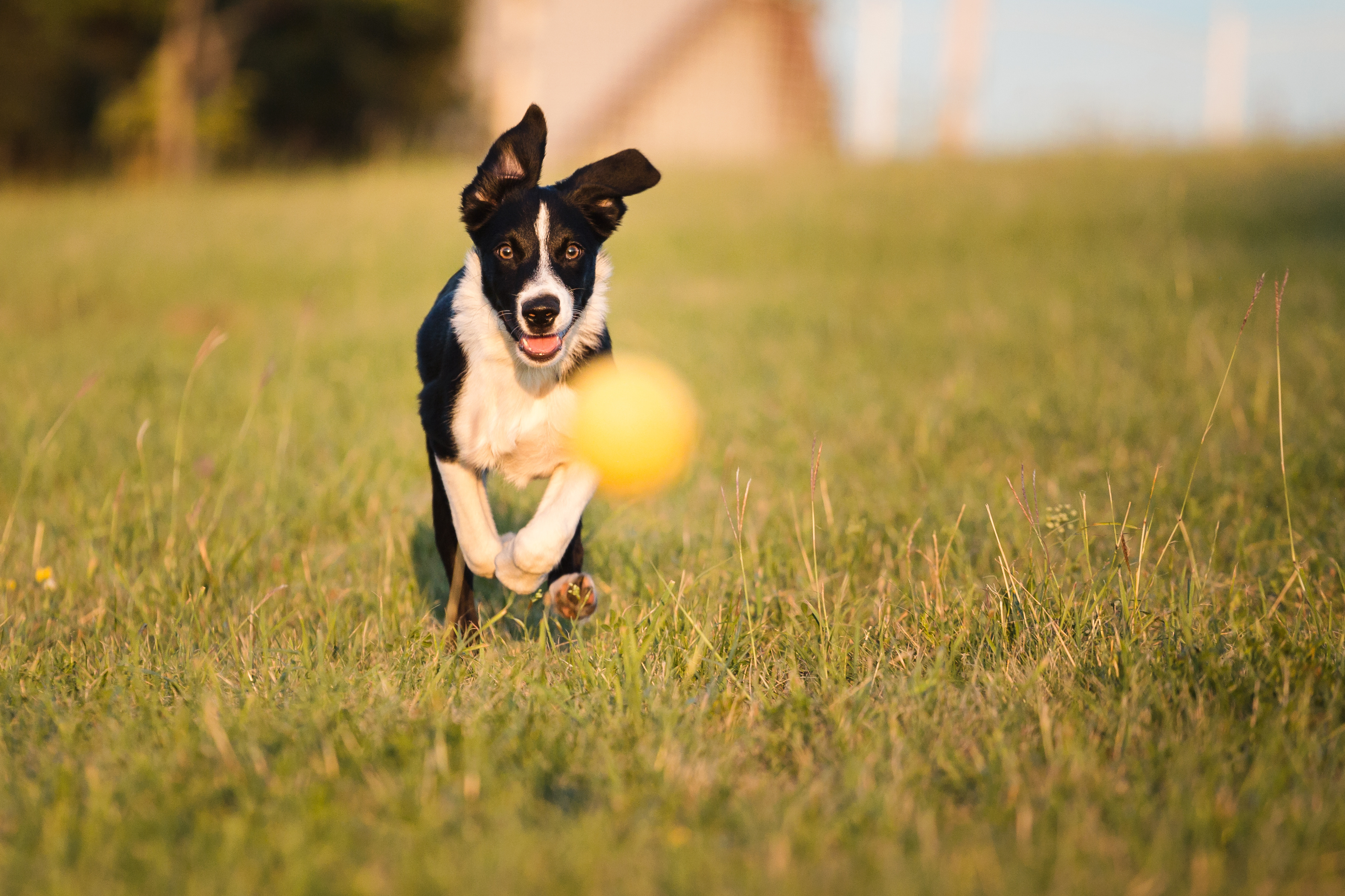 Animal/Livestock Chasing Training